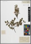 Foto von Salix arbuscula L.